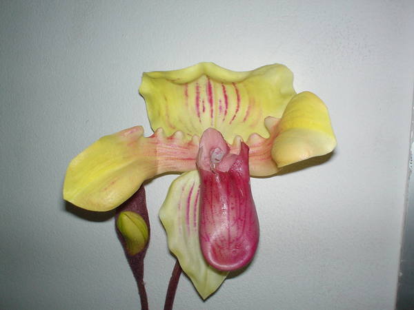 Pianta Orchidea Lady Slipper Flormatic - Sconti per Fioristi e Aziende