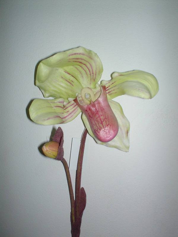 Pianta Orchidea Lady Slipper Flormatic - Sconti per Fioristi e Aziende