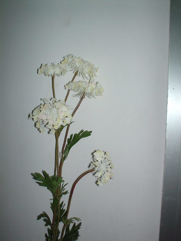 Queen Anne's Lace x 3  H 84 - Sconti per Fioristi e Aziende . - In poliester