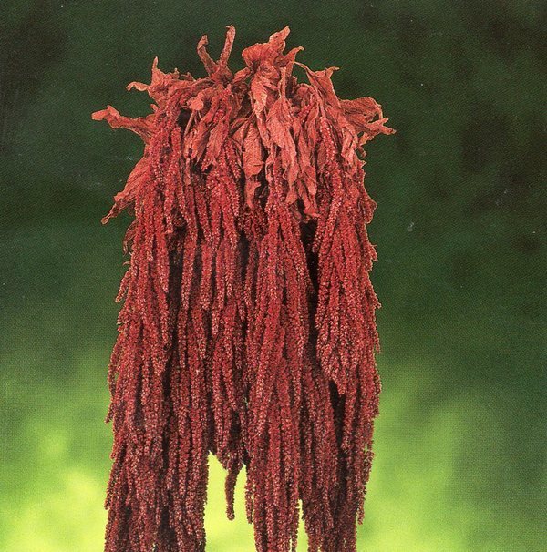 Amaranthus caudatum stabilizzato H 90/110 - Sconti per Fioristi e Aziende