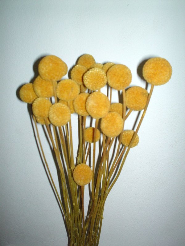 Craspedia Globosa Colorata- Bill Botton Stabilizzato - Sconti per Fioristi e Aziende