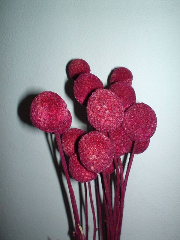Craspedia Globosa Colorata- Bill Botton Stabilizzato - Sconti per Fioristi e Aziende