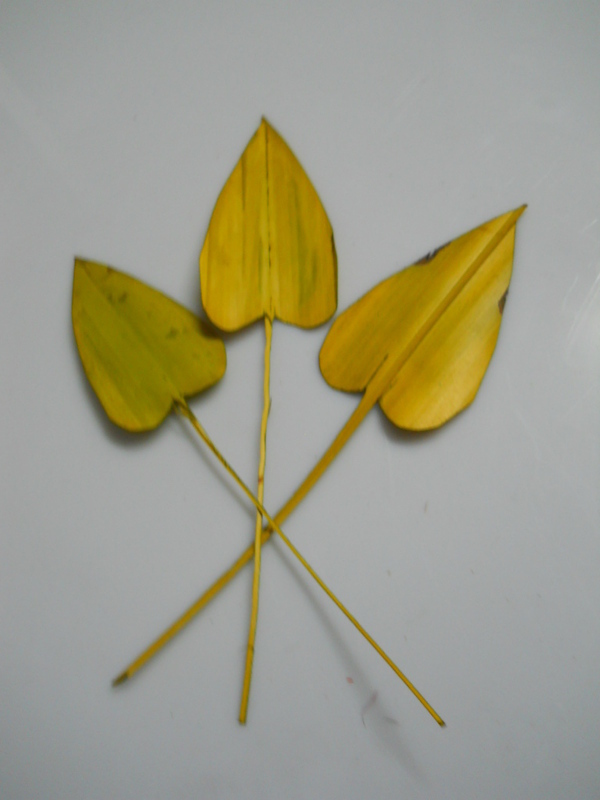 Foglie Naturali x 50 Arrows  - Sconti per Fioristi e Aziende - Tagliate a cuore