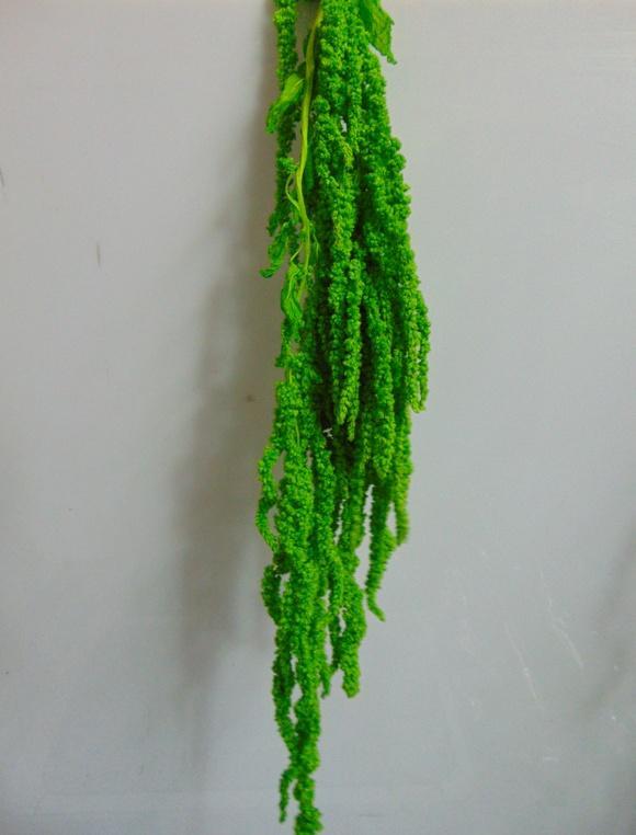 Amaranthus caudatum stabilizzato H 90/110 - Sconti per Fioristi e Aziende