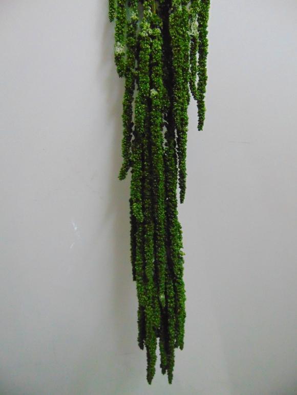 Amaranthus caudatum stabilizzato - Sconti per Fioristi e Aziende . - H 90/110