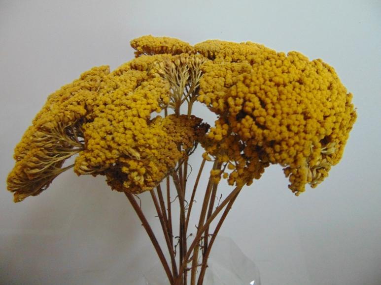 Akillea filipendulina x 10 naturale - Sconti per Fioristi e Aziende . -  colorata