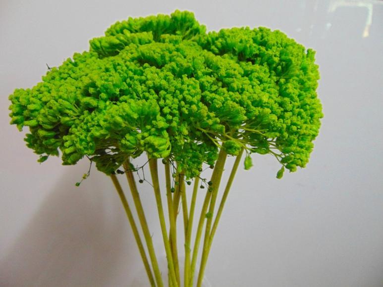 Akillea filipendulina x 10 naturale - Sconti per Fioristi e Aziende . -  colorata