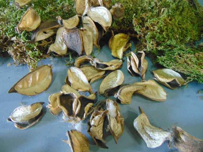 Pot-pourry  Conf. da gr. 300  - Sconti per Fioristi e Aziende