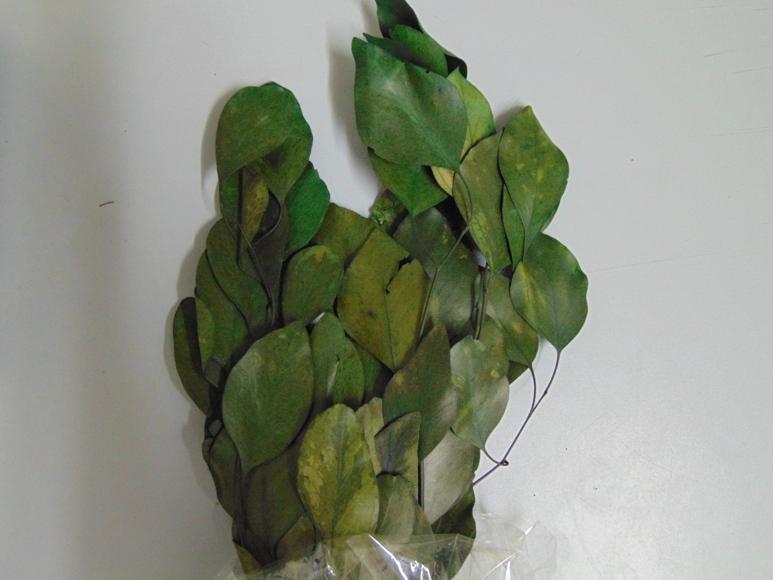 Eucaliptus Popolus Naturale - Sconti per Fioristi e Aziende - Preservato da gr. 130
