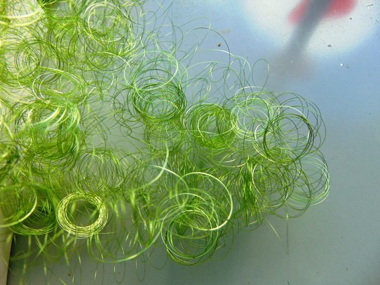 Capelli d'Angelo gr. 30 - Sconti per Fioristi e Aziende - in due colori