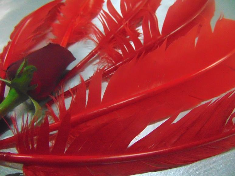 Piume colorate H 29 cm.  - Sconto per Fioristi e Aziende - conf. monocolore da 6 piume