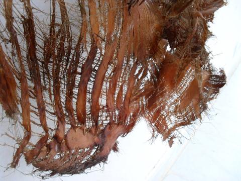 Palm Net Bakla - Corteccia di palma da Kg. 1  - Sconti per Fioristi e Aziende