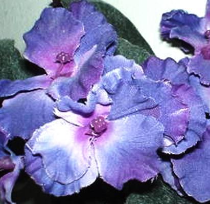 Sampaulia velvet bush Artificiale in poliestere - Sconti per Fioristi e Aziende