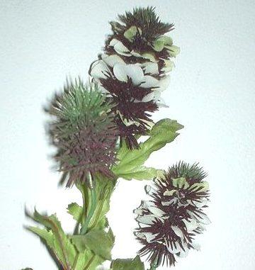 Banksia x 5 wild in Poliestere - Sconti per Fioristi e Aziende
