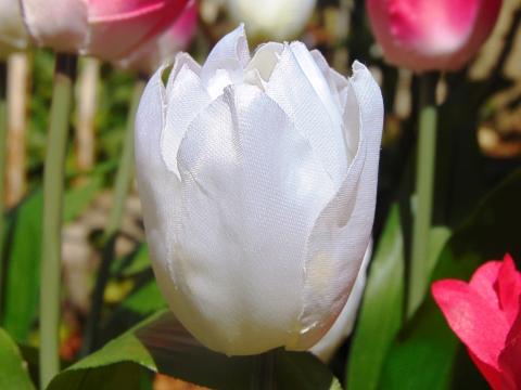 Tulipano Olandese Artificiale H 40 in poliestere - Sconti per Fioristi e Aziende