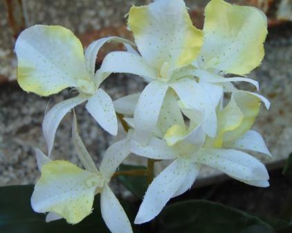 Pianta di Orchidea Brasso alta cm. 50 - Sconti per Fioristi e Aziende