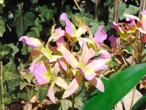 Pianta di Orchidea Brasso alta cm. 50 - Sconti per Fioristi e Aziende