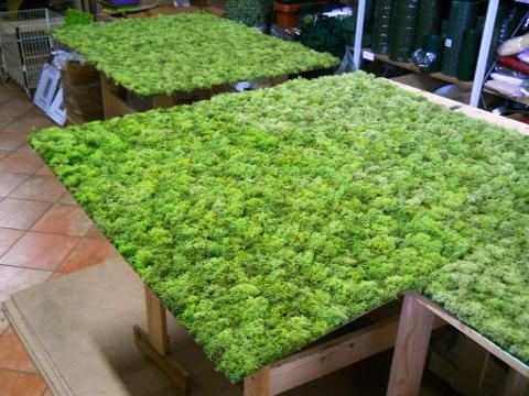 Parete Moss Stabilizzata Wall Moss  - Sconti per Fioristi e Aziende - a metro quadrato