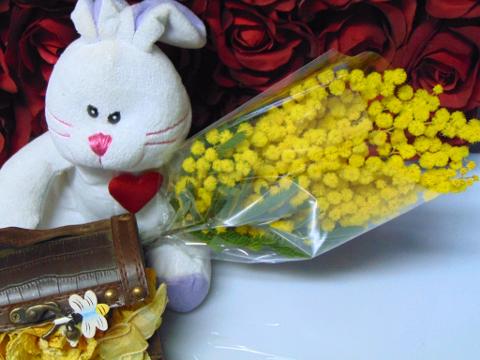 ESAURITA Mimosa fresca in busta  - Sconti per Fioristi e Aziende - Trasparente rami da cm. 20/25 - 30/40 - 45/50