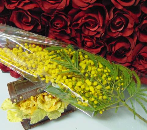 ESAURITA Mimosa fresca in busta  - Sconti per Fioristi e Aziende - Trasparente rami da cm. 20/25 - 30/40 - 45/50