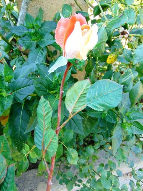Bocciolo di rosa velvet in poliestere - Sconti per Fioristi e Aziende
