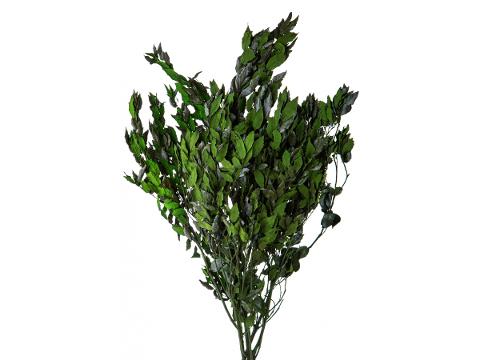Leccio - Ilex Naturale Stabilizzato da Kg. 1 - Sconti per Fioristi e Aziende