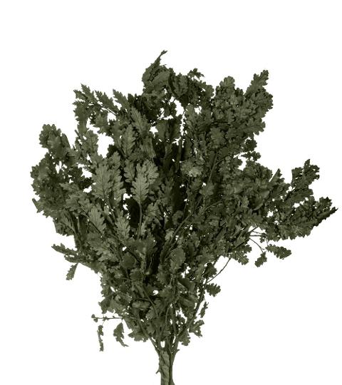 Quercia Naturale Stabilizzata  - Sconti per Fioristi e Aziende - Busta Kg.1 Rami H 90/100