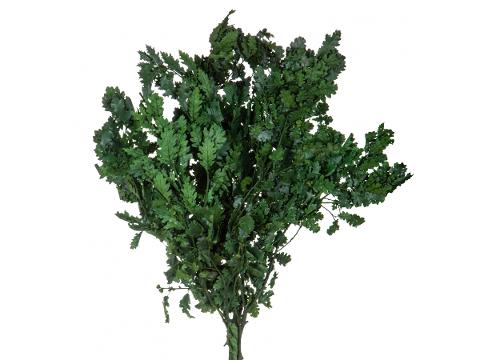 Quercia Naturale Stabilizzata  - Sconti per Fioristi e Aziende - Busta Kg.1 Rami H 90/100