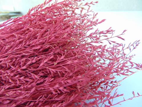 Spighe d'oro color rosso preservate  gr. 50 - Sconti per Fioristi e Aziende