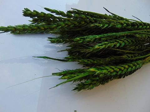 Triticum Colorato Tarwee mazzo gr. 200 - Sconti per Fioristi e Aziende