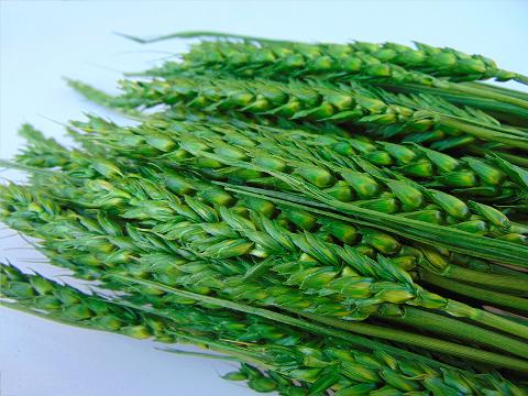 Triticum Colorato Tarwee mazzo gr. 200 - Sconti per Fioristi e Aziende
