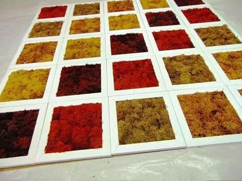 Quadretti Moss misure diverse cornici colorate - Sconti per Fioristi e Aziende