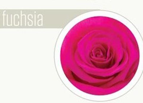 Bocciolo di Rosa Preservata Premium  cm. 6,5  - Sconti per Fioristi e Aziende . - Box da 6 rose