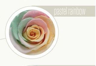 Bocciolo di Rosa Preservata Premium  cm. 6,5  - Sconti per Fioristi e Aziende . - Box da 6 rose