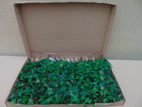 Edera Artificiale H 45 Pitzsburgh  con 62 foglie - Sconti per Fioristi e Aziende