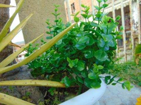 Eucaliptus bush H 31 cm. - Sconti per Fioristi e Aziende -  in plastica