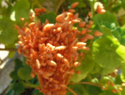 Briza Maxima naturale stabilizzata da gr. 100 - Sconti per Fioristi e Aziende