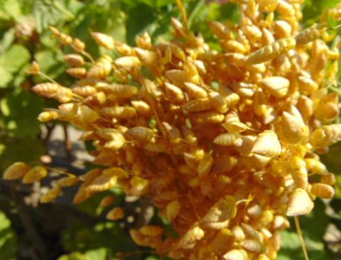 Briza Maxima naturale stabilizzata da gr. 100 - Sconti per Fioristi e Aziende
