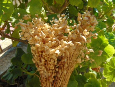 Briza Maxima naturale stabilizzata da gr. 100 - Sconti per Fioristi e Aziende