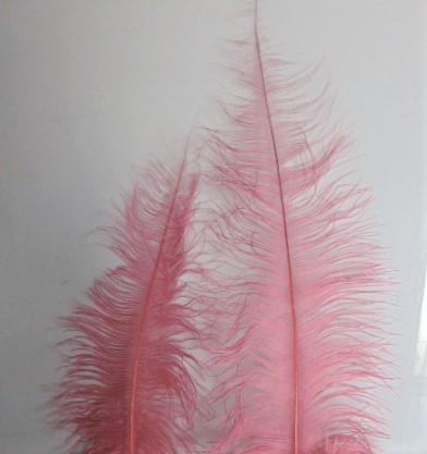 Piume di struzzo cm. 55/60  - Sconto per Fioristi e Aziende - in vari colori