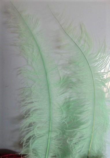 Piume di struzzo cm. 55/60  - Sconto per Fioristi e Aziende - in vari colori
