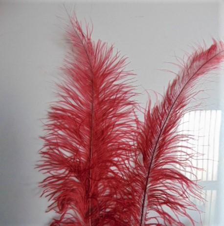 Piume di struzzo cm. 55/60  - Sconto per Fioristi e Aziende - in vari colori