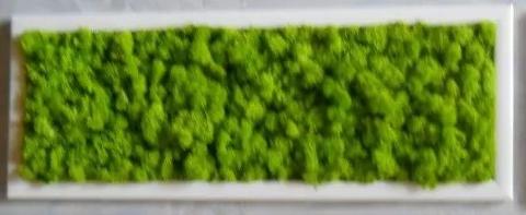 Quadro Moss cm. 20 x 60 - Sconti per Fioristi e Aziende . - Head e Flat work