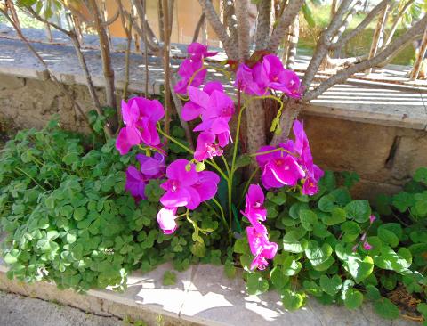 Orchidea Plant in poliestere - Sconti per fioristi e aziende - x 9