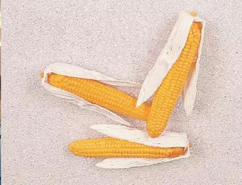 Pannocchie Granoturco H 27  - Sconti per Fioristi e Aziende . - Artificiale in plastica