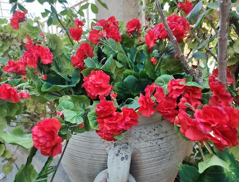 Bouganvillea cadente Bianca H 130 cm artificiale - Sconti per Fioristi e Aziende e Wedding