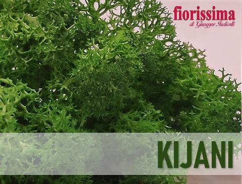 Muschio Nordico Naturale gr. 500 Preservato - Sconti per Fioristi e Aziende Fiorissima Lichene preservato