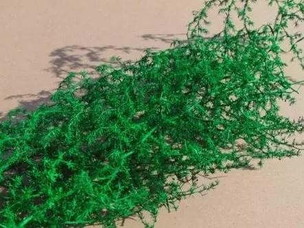 Asparagus Mediterraneo Stabilizzato H 120 - Sconti per Fioristi e Aziende
