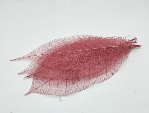 Foglie Magnolia Scheletrite x 25 naturali colorate - Sconti per Fioristi e Aziende