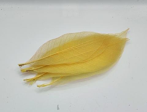 Foglie Magnolia Scheletrite x 25 naturali colorate - Sconti per Fioristi e Aziende